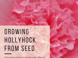 Walmart.com has been visited by 1m+ users in the past month How To Grow Hollyhock From Seed Dengarden