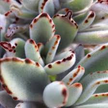 Long Fuzzy Felt Like Oval Shaped Leaves Soft Grey With Chocolate Brown Margins And Tips Hardy To Zone 9 Order Onl Succulents Plants Succulent Landscaping