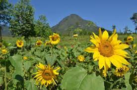 Sudana is sipping his coffee heard the humming voice from his wife, saraswati. Wallpaper Bunga Matahari Flower Flowering Plant Plant Sunflower Barberton Daisy Yellow Petal English Marigold Orange Sunflower 2065708 Wallpaperkiss