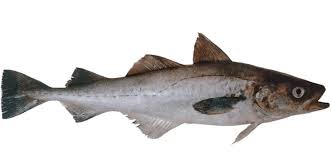 It is also called walleye pollock and is widely distributed in the north it has been said to be 'the largest remaining source of palatable fish in the world'. Pollock Opis Ribe Zdravstvene Koristi In Skoda