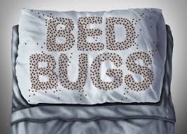 Wait for all hard and soft. Bed Bug Treatment In Desert Hills Anthem Cave Creek Glendale Az Rid A Bird Pest Control Termite Control