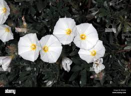 Image result for Convolvulus farinosus