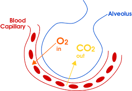 Gas Exchange Boundless Anatomy And Physiology