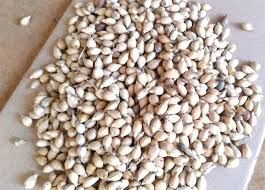 Image result for Coix