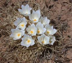 Image result for Gethyllis