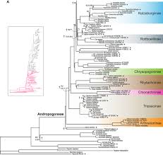 Image result for Rhytachne