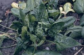 病害虫 生理障害情報 野菜栽培での病気 害虫 生理障害情報 タキイの野菜 タキイ種苗