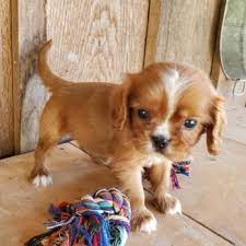 Hello hunny, im ellen, a very pretty female cavapoo (cavalier king charles spaniel and a poodle)! Home Reba S Puppies