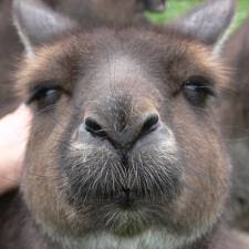 Das ist warum wir leben zeigen angelegenheit im moment. Das Kanguru Das Kaenguru Wiki Fandom