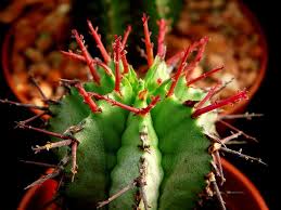 I liked that it has organic ingredients, which are extracted you can comfortably use it for your succulents any time you wish. Stunning Succulents Fertilizing Your Drought Tolerant Plants Epic Gardening