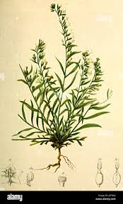 Image result for Thesium singulare