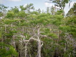 Image result for Taxodium