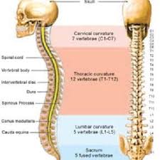 We did not find results for: Diagram Of Vertebral Column Showing Different Parts And Regions Of The Download Scientific Diagram