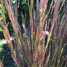 Image result for Schizachyrium brevifolium