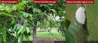 Insect Update Walnut Caterpillar And Fall Webworm Uga Pecan Extension