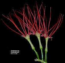 Image result for Combretaceae