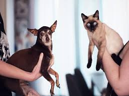 While getting rid of fleas, fill a small bathtub with some warm water and first introduce the cat's legs into it. Tick And Flea Sprays That Are Suitable For Both Dogs And Cats Most Searched Products Times Of India