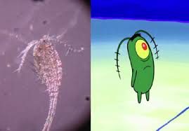 At two inches tall, plankton is gigantic for his kind. Slide Comparing Photo Of Hudson River Copepod To Spongebob Squarepants Download Scientific Diagram