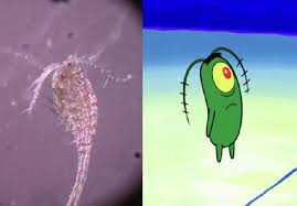 With tenor, maker of gif keyboard, add popular spongebob plankton animated gifs to your conversations. Slide Comparing Photo Of Hudson River Copepod To Spongebob Squarepants Download Scientific Diagram