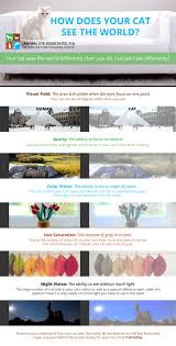 Cats see better in the dark as compared to dogs and humans, said dr. How Does Your Cat See The World Blog Animal Eye Associates