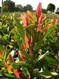 Image result for Syzygium cordatum