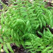 Image result for Athyrium