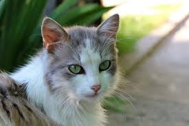 The characteristic ring that we see on humans doesn't always appear as a ring on cats. What Causes Ringworm In Cats Canna Pet