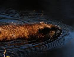 The best way to get rid of muskrats that are currently living in your waterway is to use a live trap to remove them. Dnr Fish Wildlife Muskrat
