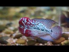 Gambar tersebut bisa anda unduh langsung, caranya silahkan klik pada gambar atau klik tombol download now pada gambar yang anda inginkan. 16 Ide King Kamfa Ikan Ikan Akuarium Ikan Air Tawar