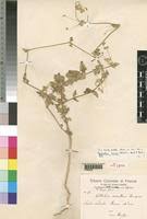 Image result for Psilotrichum