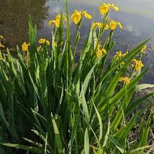 Image result for Iris pseudacorus