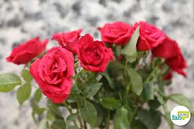 It's easy when you know how. Easy Tricks To Keep Flowers Fresh For Longer 9 Pro Ideas Fab How