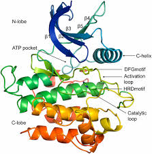 Sw lockley, jw cronin, ee evans, be cade, cj lee, cp landrigan,. Defining A New Nomenclature For The Structures Of Active And Inactive Kinases Pnas