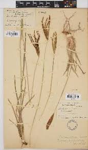 Image result for Eustachys paspaloides
