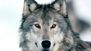 Awesome wolf wallpaper for desktop, table, and mobile. 4k Ultra Hd Wolf Wallpapers Hd Desktop Backgrounds 3840x2160 Desktop Background
