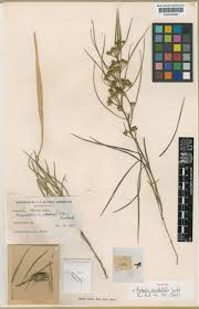 Image result for Asclepias buchwaldii