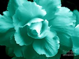 Oct 20, 2021 · when you buy a winston porter herefordshire oriental indoor / outdoor area rug in teal online from wayfair, we make it as easy as possible for you to find out when your product will be delivered. Isn T This Beautiful Teal Flowers Flowers Flower Aesthetic