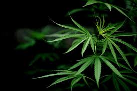Como germinar una semilla de granada en casa y tener un granado , de manera facil con su propio fruto comprado explicado paso a paso en maceta o huerto. Cuanto Tarda En Germinar Una Semilla De Marihuana Descubre El Tiempo