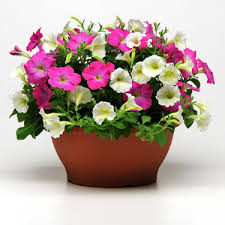 Summer flowering plants for pots. Go Gardening Helping New Zealand Grow Garden Inspiration Tips And Advice From The Expert