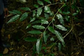 Image result for Putranjivaceae