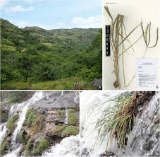 Image result for Ctenium newtonii