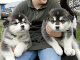When you find a pup you like, contact the breeder. Available Alaskan Malamute Puppies For Sale In Miami Florida Classified Americanlisted Com
