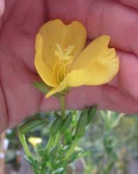 Check spelling or type a new query. What Is This Yellow Four Petal Flowering Plant In Lynchburg Va Gardening Landscaping Stack Exchange