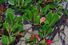 Image result for Rhoicissus digitata