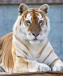 Majestic Golden Tabby Tiger An Extremely Rare Color Variation That Comes From A Majestic Golden Tabby T Wild Animals Photos Majestic Animals Pretty Animals