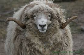 Managing ram aggression