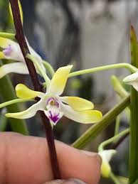 Image result for Psychotria sublyrata