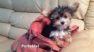 We have visited the store in pensacola, florida several times to purchase salt water fish for or new tank. Tiny Morkie Maltese Yorkie Pups For Sale In Florida Michelines Pups Youtube