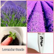 The best method to use for growing lavender from seed is to start them indoors. Lavender Plant Seeds Shopee Philippines