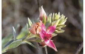 Image result for Swertia tetrandra